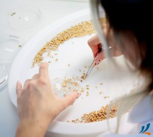 Eine Frau untersucht im Labor einzelne Getreidekörner.